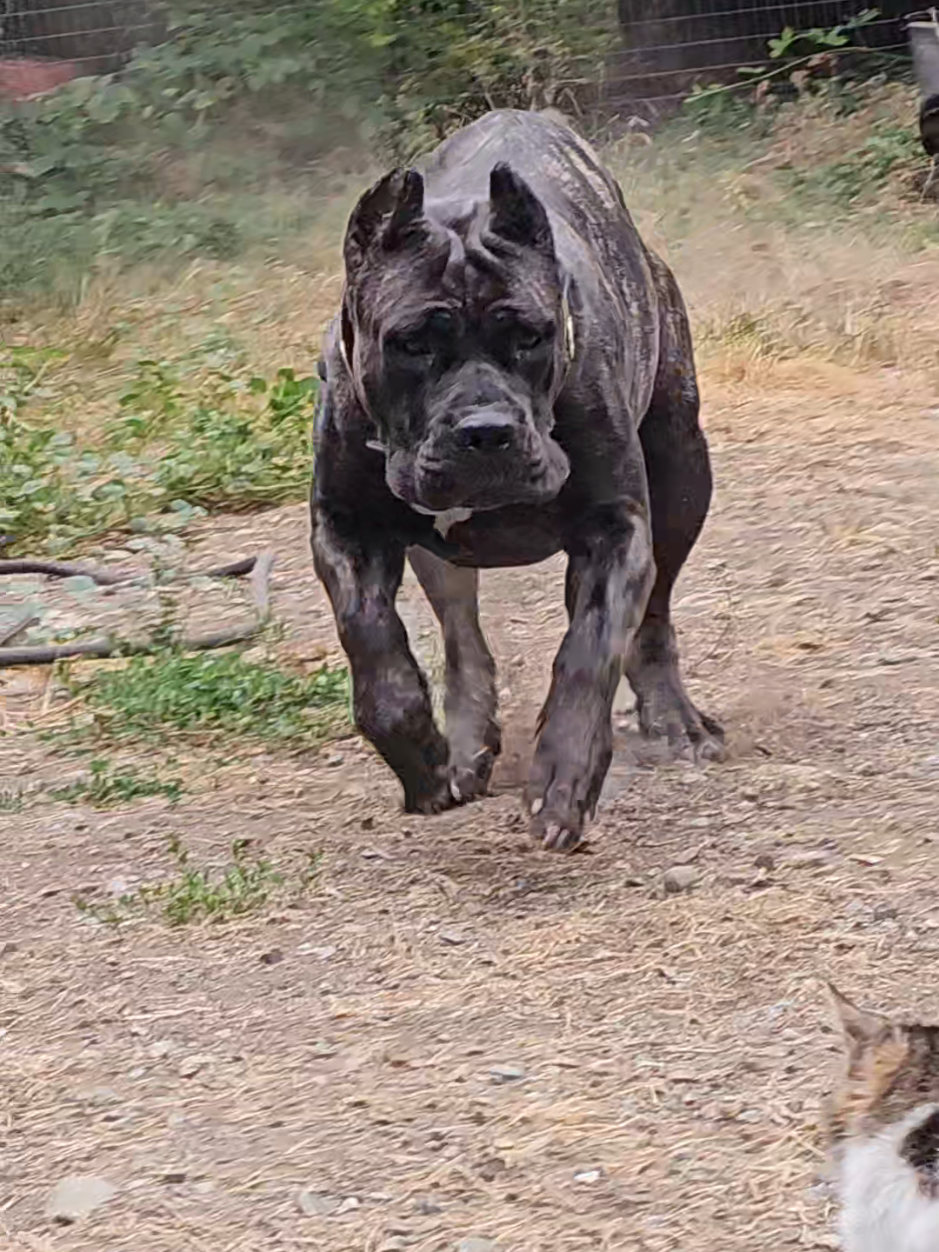 I'm petty like that. #canecorso #italianmastiff #mastiff #salmoncreekcanecorso #dogs #corso #pnwdogs #bigdogs #dogsoftiktok #PetsOfTikTok #foryourpage #fyp #foryou #pnw #canecorsopuppy #puppy #puppies #puppytiktok #puppiesoftiktok 