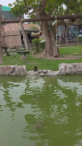 #monos #animal  TORTUGA LLORA DE IMPOTENCIA 🐢