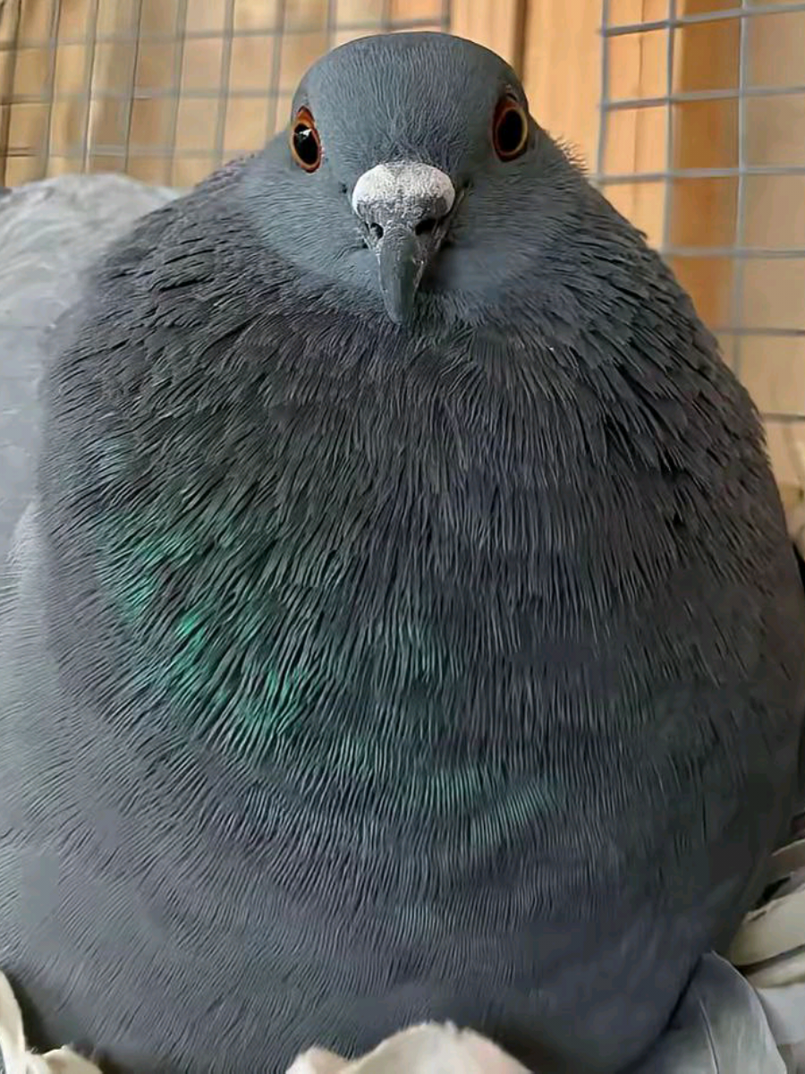 Sleeping pigeon #fur #on #мем #pigeon #голубь #funnyvideo #sleepy #black 