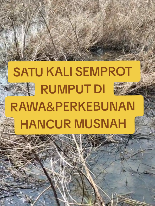 HERBISIDA WINSA 145SL SATU KALI SEMPROT SEMUA JENIS RUMPUT HANCUR MUSNAH MELEPUH KE BIJI NYA  #HERBISIDAWINSA135SL  #RUMPUTGULMA  #RUMPUTDIRAWA  #RUMPUTILALANG  #RUMPUTLULANGAN  #RUMPUTMERAMBAT  #SEMUAJENISRUMPUT  #RUMLUNBAMBUHACURKEBONGGONYA 