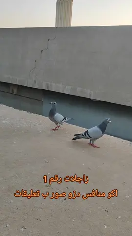 طيراتي رقم 1 