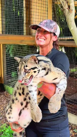 We absolutely LOVE clouded leopards here and we know you guys LOVE them too. If you want to make a difference and show your support consider donating to their direct care and conservation efforts in the wild ❤️ https://www.felineconservation.org/donate/.  #projectneofelis #xtremeexoticswildlifefoundation #ProtectWildlife #zookeeper #animalhumanbond #xtremeexotics #zootok #conservation #sweetpeasumiandmaverick #sweetpeaandsumi #zoolife #cuteanimals #zookeeperlife #skylerthecloudie #Love #cloudedleopard 