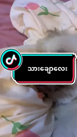 သားချောလေး အိပ်နေတာလေး ချစ်လို့ 😘😘#saweireviews #Saweioffical 