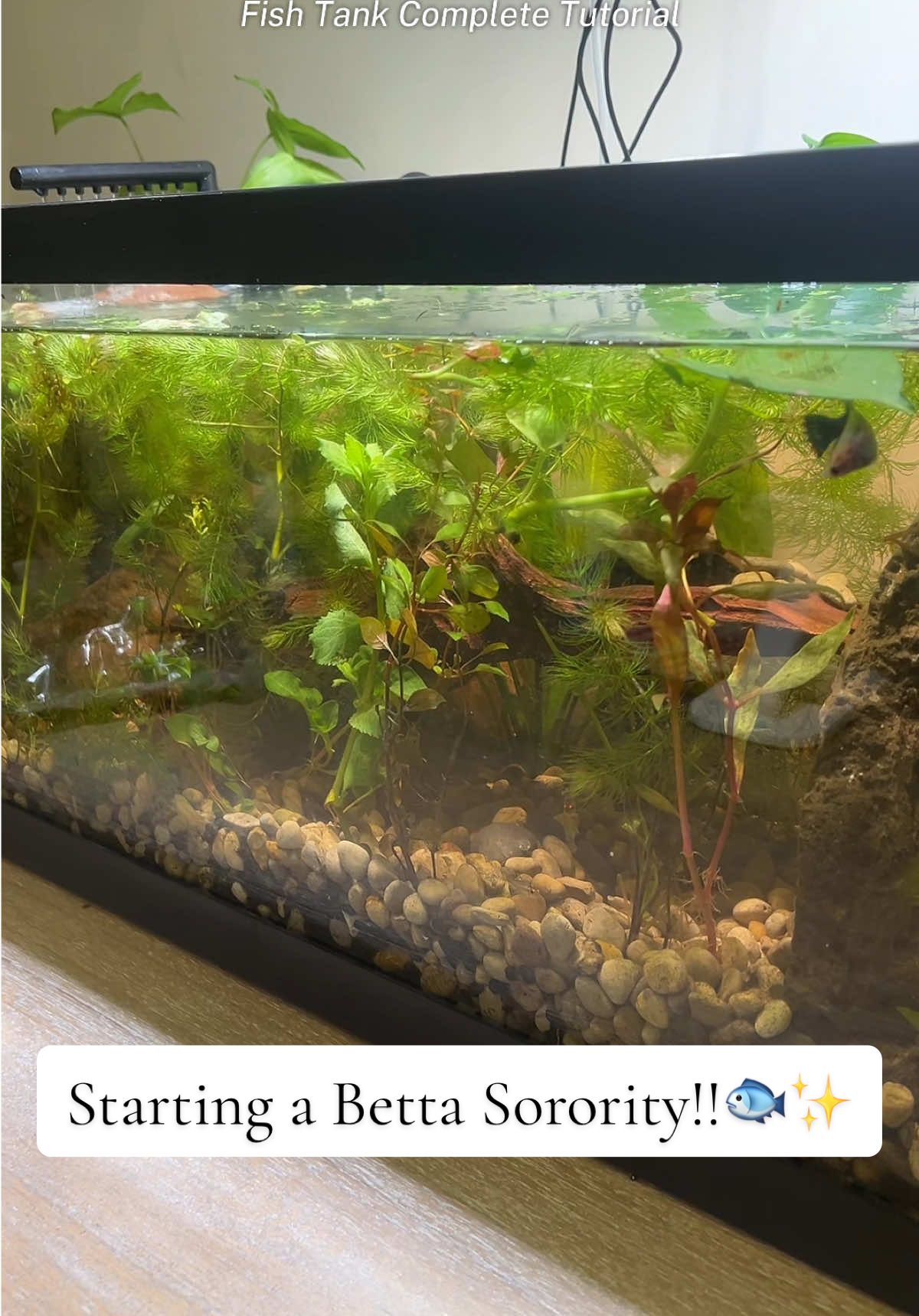 Replying to @Niyas.betta new learning experience unlocked 🔓 #bettasorority #bettatank #bettatok #bettasororitytank #bettasoftiktok #bettasororitytanksetup #bettatanksetup #fishtanktutorial #fishtanksoftiktok #fishtank #fishtok #bettacare #bettas #betta #fishcontent #fishtoker #fishtanksetup #aquaticlife #aquaticplants #aquarium #aquariumplants #aquariumhobby #20gallontank #femalebetta #tanktutorial #bettatanktips #TikTokShopCreatorPicks #femalebettasoroity #tofustanks @tofu’s tanks 