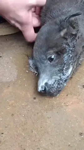 Rescue poor dog #pet #xuhuong #fyp #trending #dog #dogsoftiktok #PetsOfTikTok 