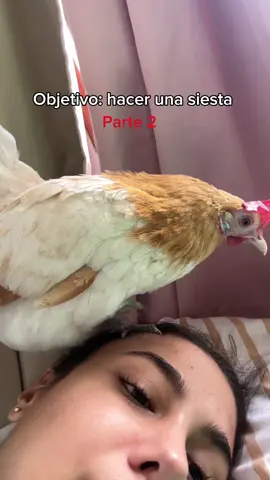 Mis pollos mascota no dejan dormir 🥹