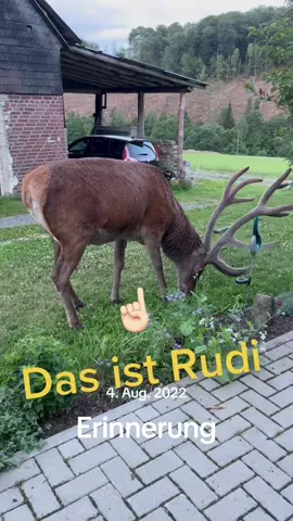 Der alte Rasenmäher #rudithedeer #schutzfürrudi #rudiderhirsch #fypシ #dorfkind #deer #rudi 