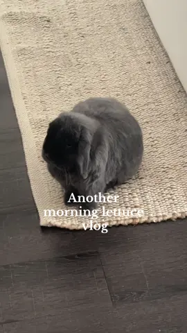 The dramatics #bunny #petbunny #PetsOfTikTok #rabbit #rabbitsoftiktok 