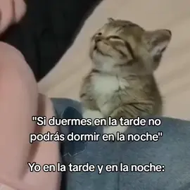 #goodvibess_xd #cats #gatos #meow #dedicar 