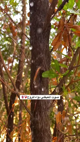 #ماهرالمعيقلي #اكسبلور #الحرم #يارب #مكةالمكرمة #عباراتكم_الفخمه📿📌 #fyp 