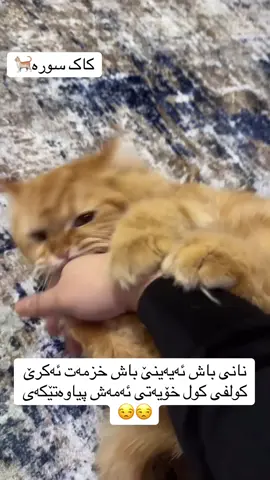 #سلیمانی #هەولێر #دهۆک #کەرکوک #رانیە #زاخۆ #هەلەبجە 