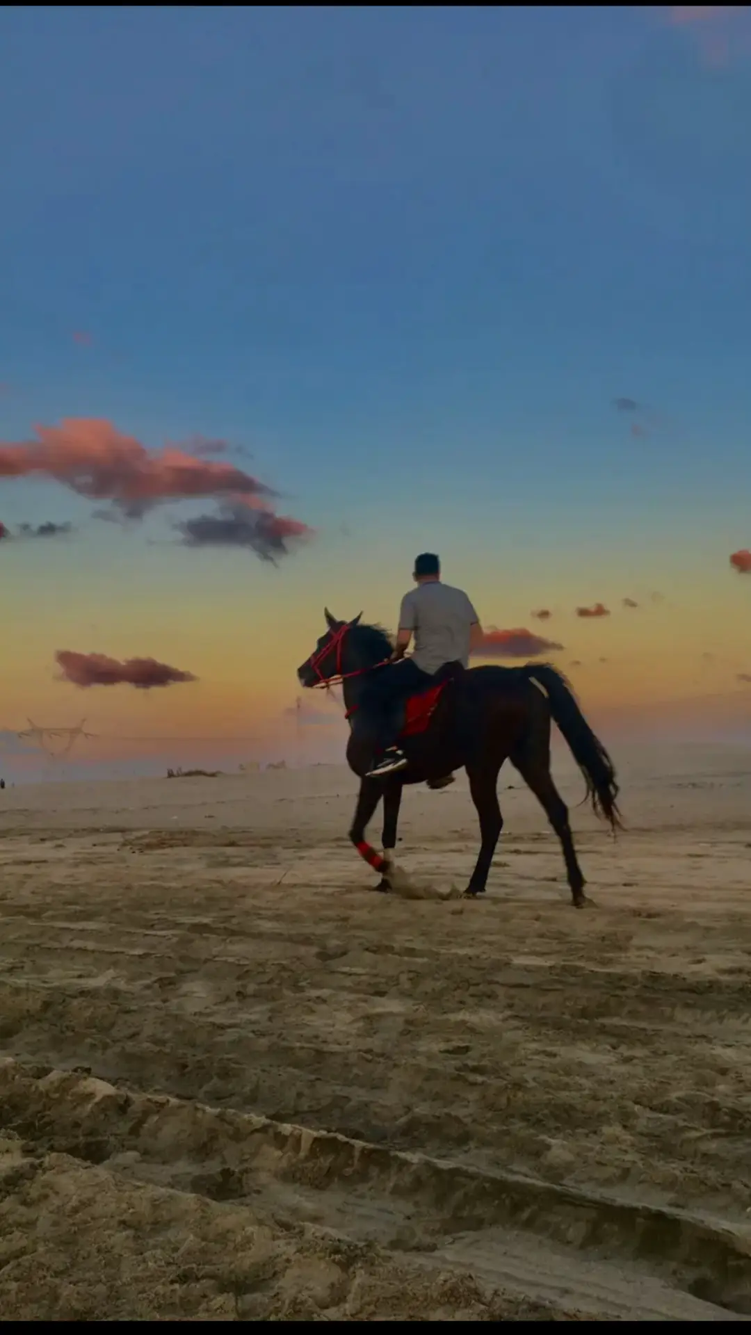 #الخيل_العربي #الخيل_العربي_الاصيل #ابوهيبه #جبل_الحلال 