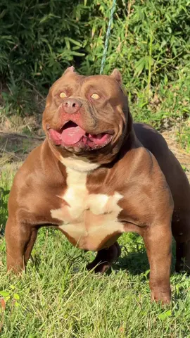 O DOG MAIS FORTE DO MOMENTO! #pet #pitbulls #pitmonster #dogs #penetrapitkennel 