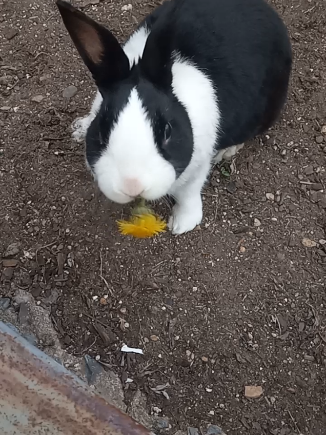 he was actually like. skinny here cuz he got old and dropped SO much weight. I MISS YOU MY BOY #rabbit #bunny #son #oldman 