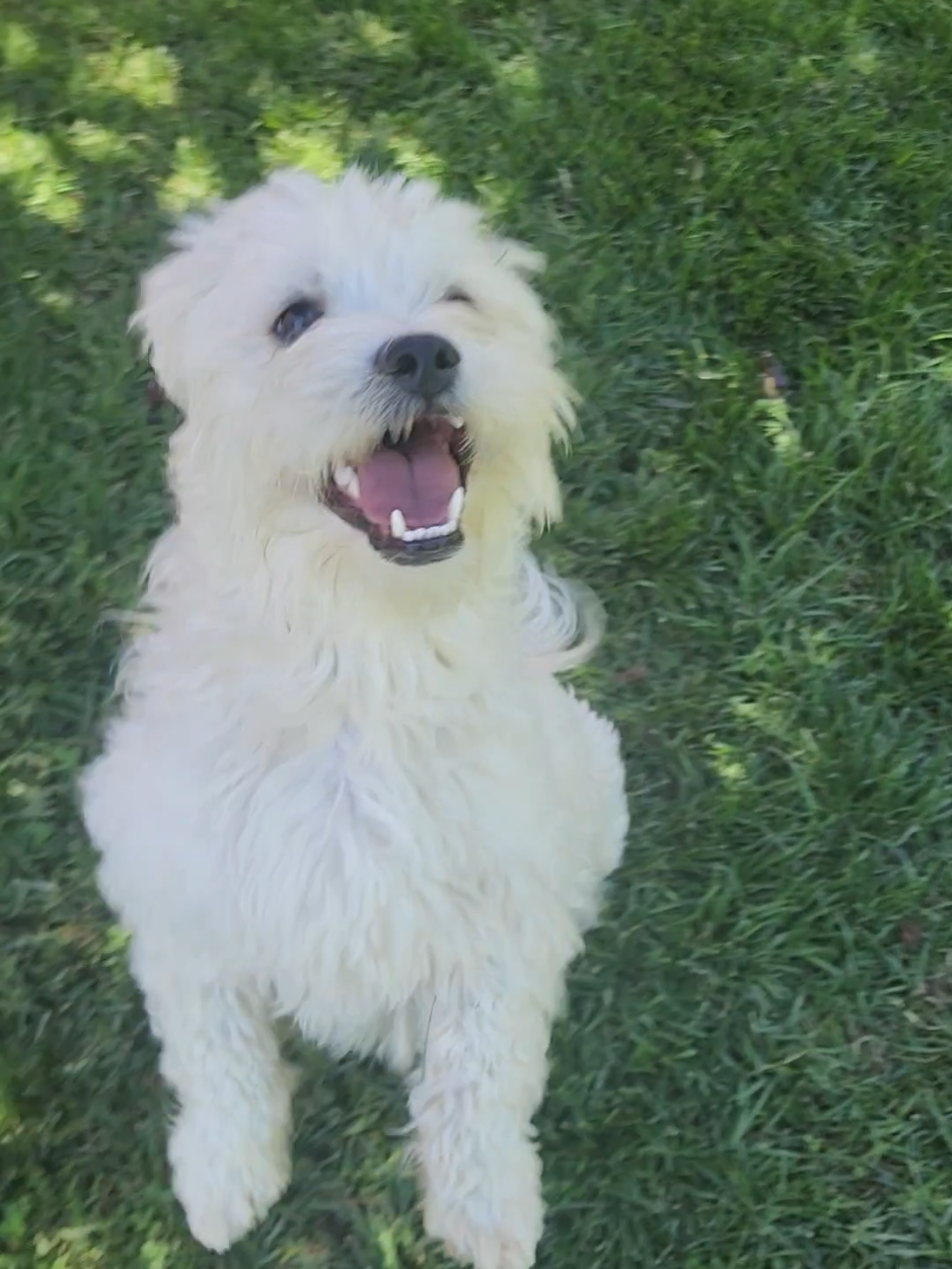 Shiro can't wait for me to throw the ball! 🐶🐕😅 he is excited and happy!  #maltipoosoftiktok #maltesedog #teddybearmaltese #dogtok #pettok #dogmom #furbaby #funnydog #dogjumping #chuckitball #dogowner #lovedogs #smalldog #smalldogsoftiktok #catchball 