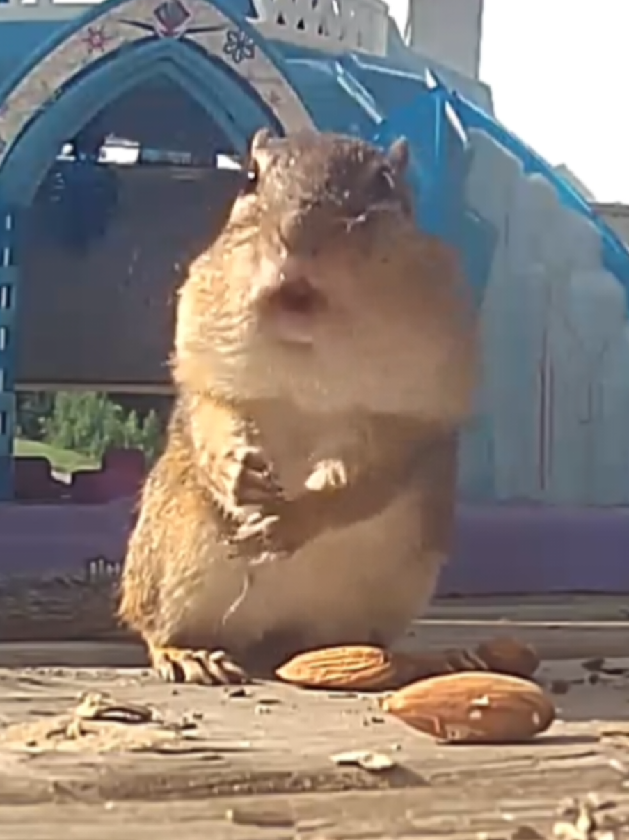 how to have him let me hug him #chipmunk #funny_video #cuteanimals #squirrel 