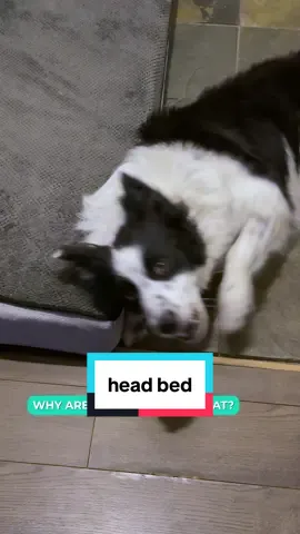 average evening #puppy #bordercollie #rescuedog #dogdad 