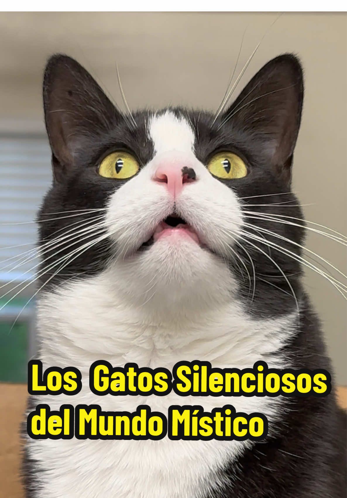 Los gatos siempre han sido vistos como seres enigmáticos y llenos de sabiduría.#losgatos #gatos #mistico #espiritualidad #cats #gatitos #cosasdegatos 