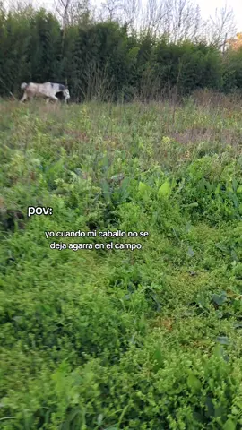Mañero resulto #campoargentino🌱🌾🌻🐮🐂 #campoargentino #caballo #sabesquepodes #todos#vyppppppppppppppppppppppppppppppp 