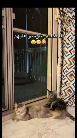 #catsoftiktok #fyp #foryou #قطط_كيوت #انتوا_هاتشحتوا_في_الشوارع #مشاءالله_تبارك_الله  اوسا ولونا 😂🥹❤️