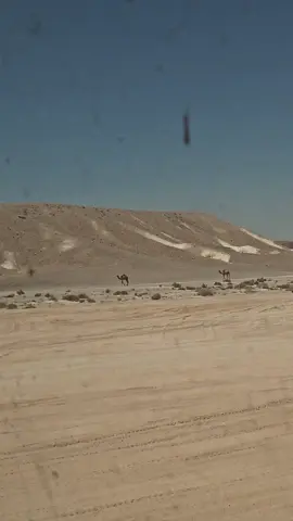 #اكسبلورexplore❥🕊#ترابين_سيناء  #بشوات_سيناء❤ #اجبراتت📮f70 #ترابين_ولـنا_فـي_قـمة_الـمجد_رايـات✌️🇪🇬 