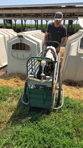 Calf cart coming through! (She was fed up with us at this point but at least she likes the ride) #dairy #dairyfarm #milk #farmlife #calves #cows #cowsoftiktok #babycow 