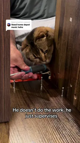 Replying to @bubi11a #WhatAreYouWorkingOn #pettok #catinfluencer #muslimtiktok #fyp #fypシ 