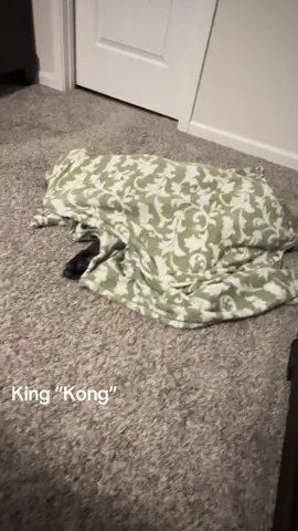 Kong loves to be wrapped up in his blanket 😂 #kong #6months #canecorso #kingkong #fyppppppppppppppppppppppp #play #funny 