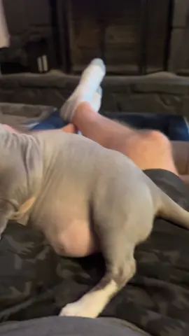 #dwelf #dwelfcat #catsoftiktok 