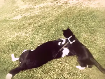 Cats and Dogs edit | slight ib: @Xuvsp || #cat #dog #catedit #dogedit #edit #fyp #fypシ゚viral #spadeditz 
