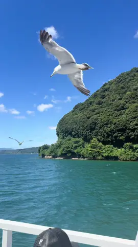 Ine Fishing Villiage #visitjapan #japan #kyoto #birds #japantravel 