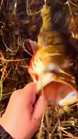 quick pea dump#fyp #fypシ #viral #pea #peacockbass #miami #fl 