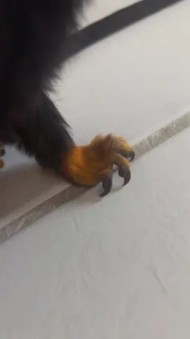 #trending #fyp #monkey 