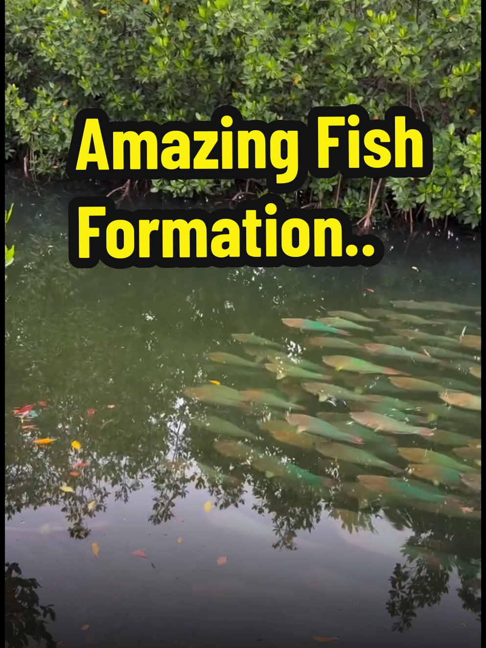 Incredible view! Dozens of fish swimming in perfect formation just beneath the surface of this clear water. These fish appear to be milkfish, a species commonly found in warm, shallow coastal waters and estuaries across Southeast Asia. The setting, with lush mangrove trees and calm waters, suggests this could have been filmed in southern China, Taiwan, or a coastal area in Vietnam or Malaysia. The fish may look shiny due to the light reflecting off their scales, but no, they’re not glowing. Just nature being amazing! #MassiveFishGroup #MangroveLife #Milkfish #ClearWaterView #TropicalNature #NatureIsAwesome