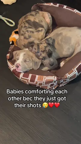 Stunta and Frankie just got their shots. They always comfort each other when they need it ❤️❤️ #puppy #puppytiktok #puppylife #puppie #puppiesoftiktok #puppies #puppieslover #americanbully #americanbullyofficial 