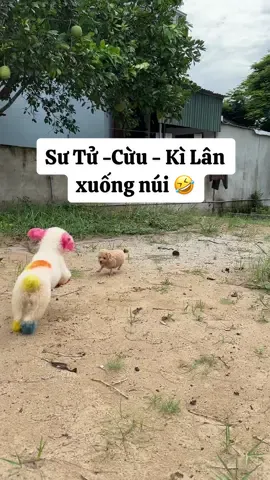 Bộ Ba Sư Tử - Cừu - Kì Lân xuống núi.😎 #poodle 