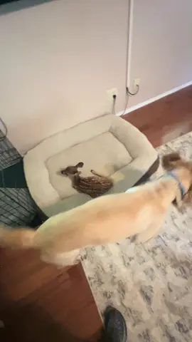 Junie isn’t a step-mom, she is mom who stepped up🥺💕🙌🏻 #GoldenRetriever #hike #cats #dogs#catsofinstagram #chickens #hikingcats#Nature #deer #duck #trails#animals #squirrel  #fyp #funny #hike #Hiking #trails 