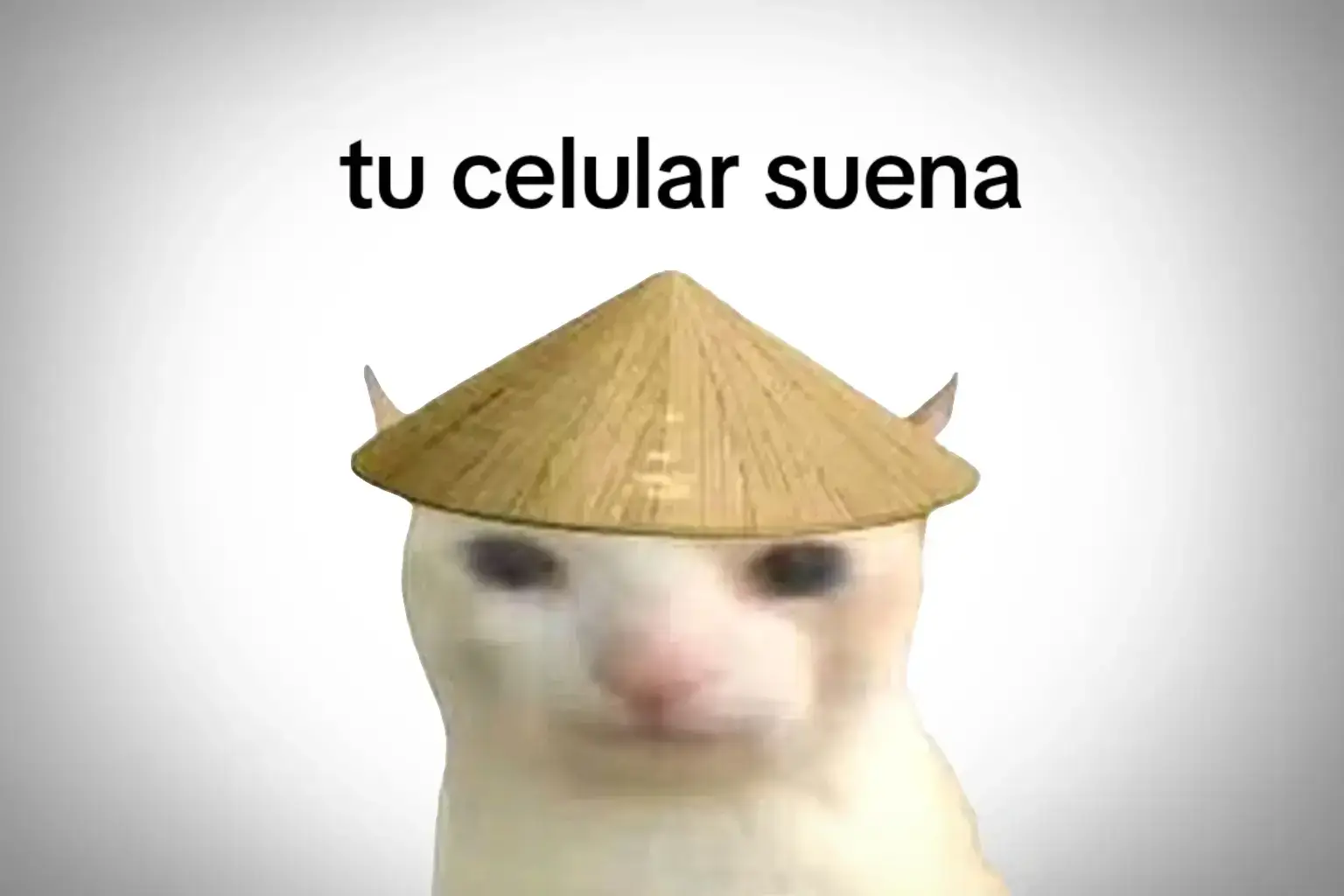 Nuevo tono de llamada#tonodellamada #gatochino #tucelulalsuena #viral #parati #