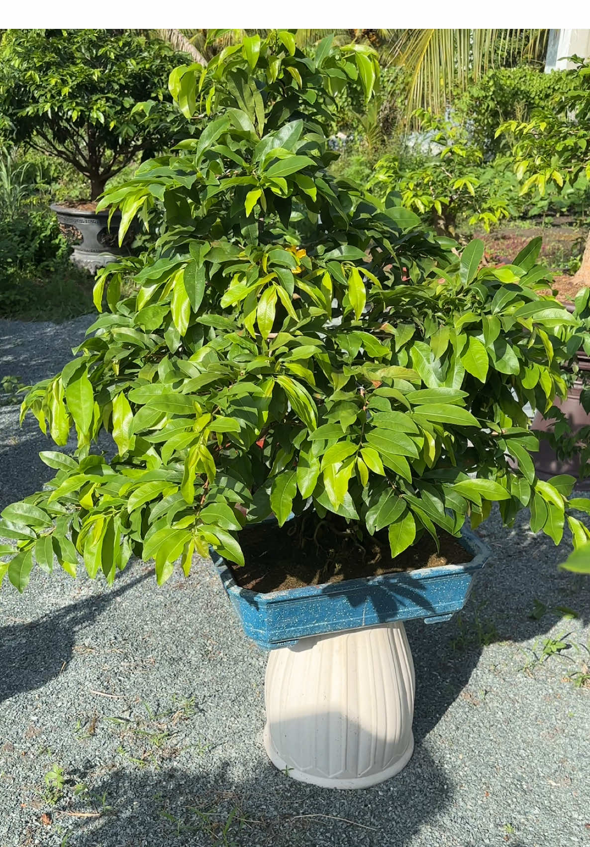 Nghiện mà không thích nghiện lúc đó mới khổ kkk #tiktokgiaitri #chơivìđammê #xuhuongtiktok #xuhuongtiktokk 