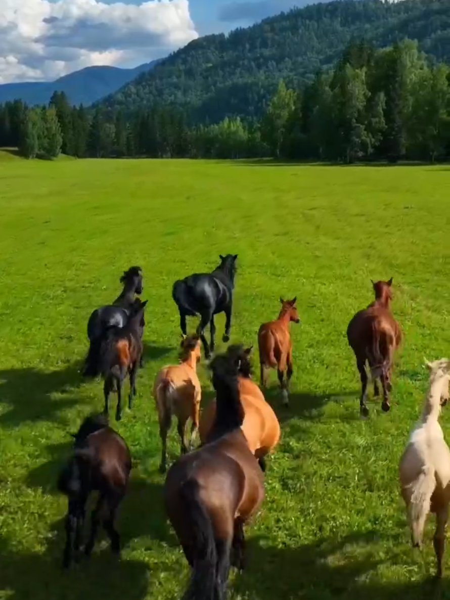PASIÓN POR LOS CABALLOS  #maravillasdelanaturaleza 