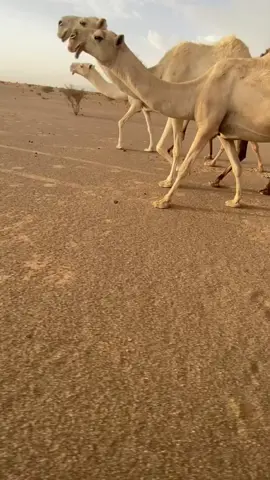 #اكسبلورexplore #البل #لايك__explore___ #