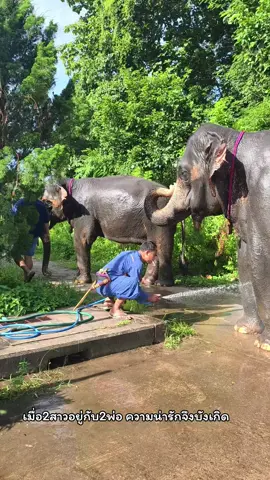 #ฝากติดตามด้วยนะ #ศูนย์อนุรักษ์ช้างไทยจังหวัดลําปาง #แม่พังยุ้ย #พังแสนรู้🐘❤️ #พังยุ้ยเพื่อนดัมมี่ #ฝากติดตามด้วย #ฝากติดตามด้วย #พังดัมมี่ #แสนรู้ช้างตระกูลแสน #ช้างตระกูลแสน #พังดัมมี่ #ฝากติดตามด้วย #ช้างตระกูลแสน #พังดัมมี่ #แสนรู้ช้างตระกูลแสน #ฝากติดตามด้วยเด้อ 