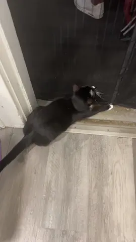 Cats 🐈‍⬛ are the best 😍#smallcontentcreator #catsoftiktok #fyp #blackcatsoftiktok #cats #catsstandingup 