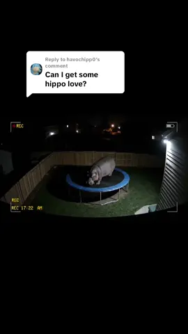 Replying to @havochipp0 hippo jumping around on a trampoline, having a great time