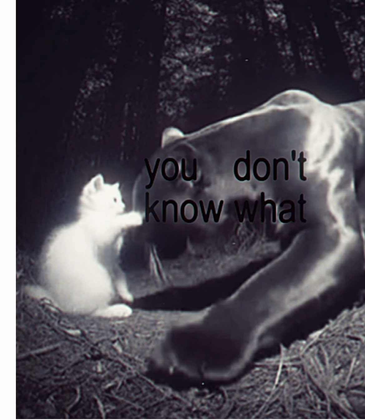 🎧🤍🖤 . . . . i found it on ig hehe😼 #cat #angel #fantasy #tiger #black #white #aesthetic #fyp #fypage #kdrama #romance #fyppppppppppppppppppppppp #darkromance #books #wattpad #cute #cutecats #cattok #MEOW #xxxtentacion #again 