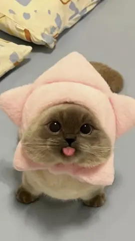 My goat xiao jie 🥹 #cat #xiaojie #meme #2hollis 