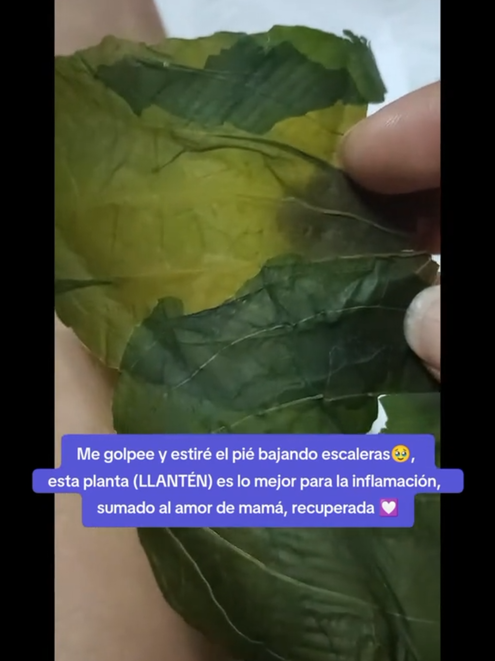 #llanten #medicinanatural #dolor #inflamacion #golpe #amordemama #propiedadesantiinflamatorias #llantén #hierbamedicinal 