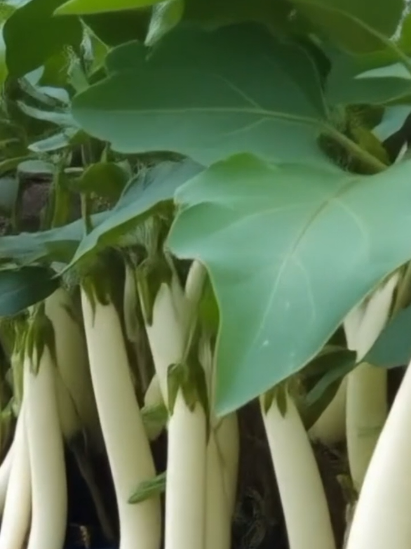 Benih terong putih panjang #benihterongputihpanjang #benihterongputih #terongputihpanjang #benihsayuran #kebunsayur #produkviralsaatini 