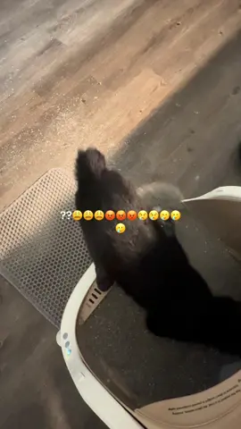 Astro doesn’t know that litter is expensive #fyp #blackcat #kitten #astro 