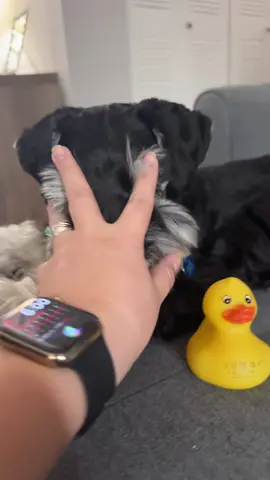 #puppytiktok #schnauzersoftiktok #perrostiktokers #fyp #viralvideo #perrossoftiktok #luisfonsi #trending #daddyyankee 